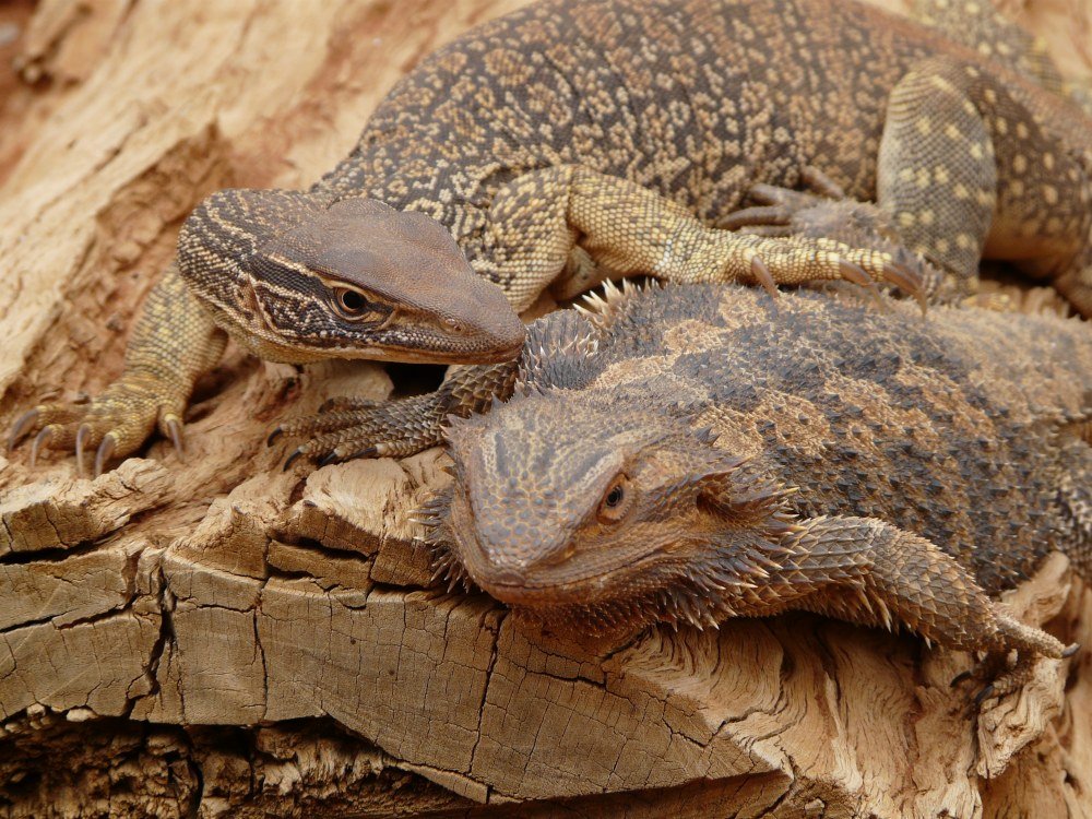 Alice Springs Reptile Centre | Green Travel Guide