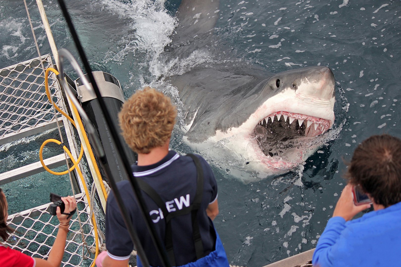 Картинка нападение. Большая белая акула.