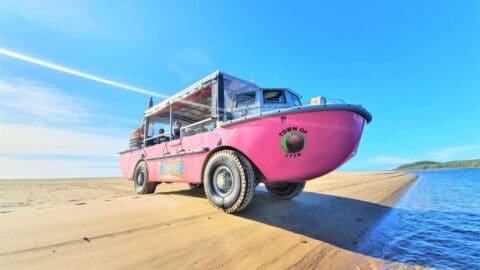 A pink amphibious vehicle labeled "Town of 1770" is parked on a sandy beach next to the water under a clear blue sky, ready to embark on a nature tour.