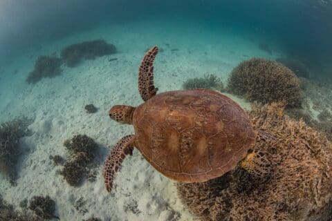 A sea turtle swims near coral reefs in clear, shallow ocean water, showcasing the beauty of ecotourism and nature.