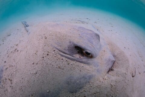 A camouflage stingray partially buried in the sandy ocean floor with one eye visible, blending seamlessly with its natural surroundings, underwater in clear blue water – a true marvel of nature.