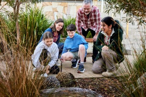 A group of adults and children observe two echidnas on the ground in an outdoor garden setting, learning about wildlife conservation efforts led by the Taronga Conservation Society.