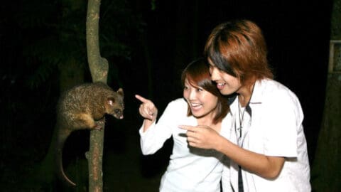 Two individuals, perhaps on a Doki Doki Tours adventure, are pointing excitedly at a possum clinging to a tree at night, observing the animal closely.