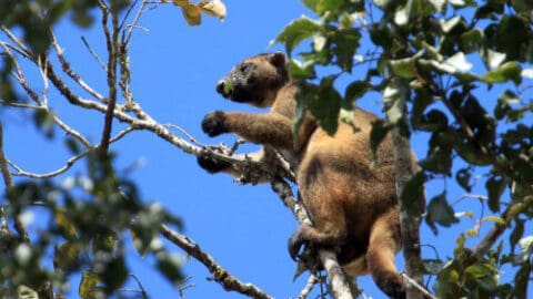 A brown tree kangaroo sits on a branch among green leaves in a tree, against a clear blue sky – an unforgettable sight you might encounter with Doki Doki Tours.