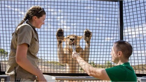 During an ecotourism tour, two people interact with a lion through a metal fence; one feeds the lion using tongs while the other observes. The lion stands up with its front paws against the fence.