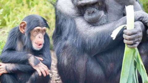 A chimpanzee is sitting next to a larger ape holding a large piece of plant, showcasing the beauty of nature.