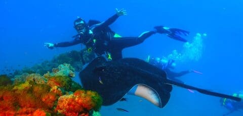 A certified scuba diver gestures near a large stingray above a coral reef, accompanied by other divers in the background, showcasing the wonders of nature.