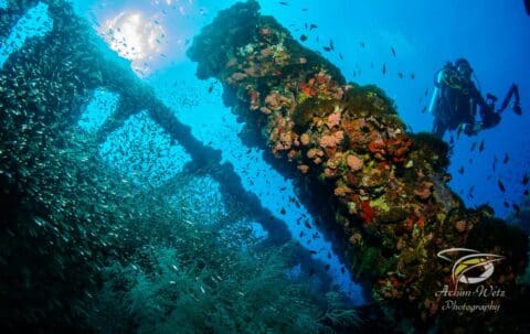 Experience an underwater tour featuring a diver exploring a large coral-covered structure with small fish darting around, while sunlight filters through the water. Dive into a sustainable adventure that showcases the beauty of marine life.