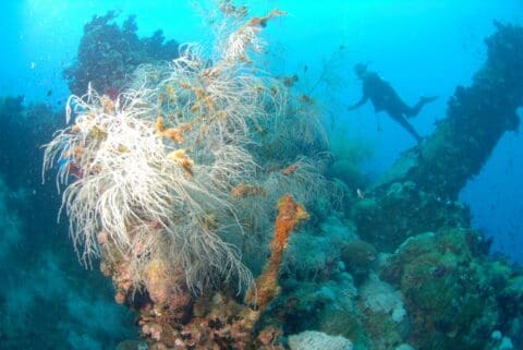 A scuba diver swims near a coral-covered underwater structure, immersed in various marine life, showcasing the beauty of ecotourism in clear blue water.