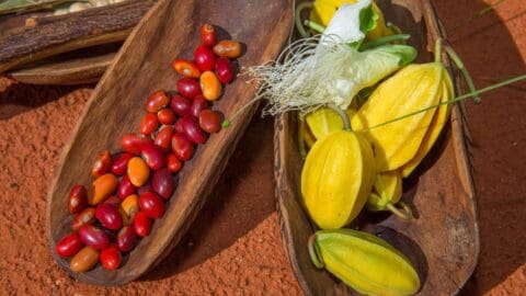 Red and orange berries fill one wooden bowl while another contains elongated yellow fruits with white, feathery flowers. All are arranged on an orange surface, reflecting the beauty of nature.