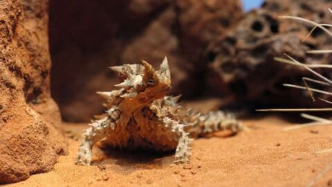 A thorny devil lizard sits on sandy ground among rocks and arid vegetation in a desert environment, offering a unique sight on an eco-friendly tour.