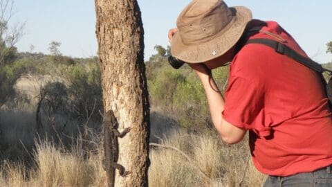 A person in a red shirt and hat photographing a large lizard on a tree trunk in the dry, bushy landscape, highlighting the joys of ecotourism.