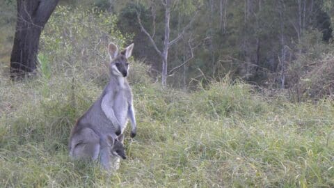 A kangaroo with a joey in its pouch stands in a grassy area, with trees and bushes in the background, ready for an ecotourism tour.