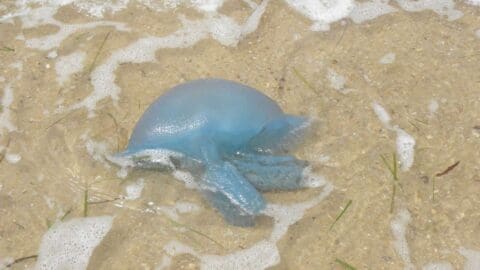 A blue jellyfish is partially submerged in shallow water on a sandy beach, with small waves and some seaweed visible around it. Nearby, a tour guide discusses sustainable marine practices with visitors.