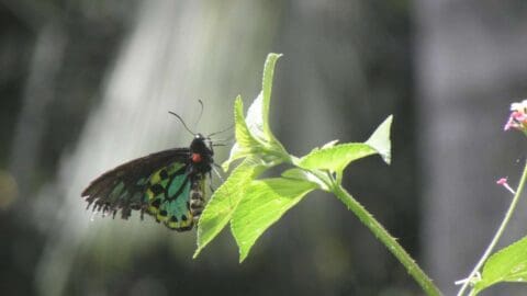 A butterfly with black and blue wings rests on a leaf against a sunny, blurred background, showcasing the beauty of nature.