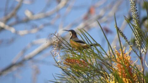 A bird with a long, curved beak perched on a plant stem with yellow flowers and sustainable foliage, set against a blurred background of tree branches and a clear blue sky.