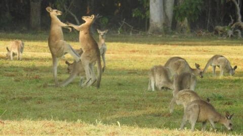 Several kangaroos are grazing in a grassy field while two kangaroos in the background appear to be playfully sparring. Trees and greenery are visible in the background, creating a picturesque setting perfect for an eco-friendly tour showcasing sustainable wildlife practices.