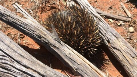 An echidna with its spiky back exposed is nestled among weathered, grey wooden logs on a dry, reddish brown soil, creating a scene perfect for an ecotourism tour.