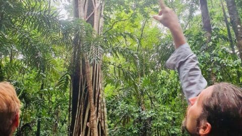 Two people in a dense forest, with one person pointing upwards towards the canopy of tall trees and thick greenery, highlighting an ecotourism experience.