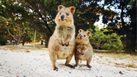 Two quokkas stand on a sandy path with trees in the background. The larger quokka is in the foreground, and the smaller one stands slightly behind it to the right, creating a picturesque moment perfect for an ecotourism tour.