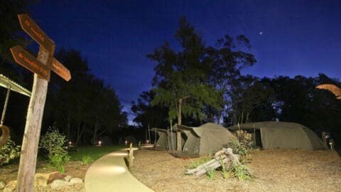 A calm setting after the sunset with a path and tents next to it. surrounded by a forest.