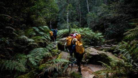 A group of people with yellow backpacks hike through a dense forest with ferns and trees along a rocky trail, enjoying an ecotourism adventure.