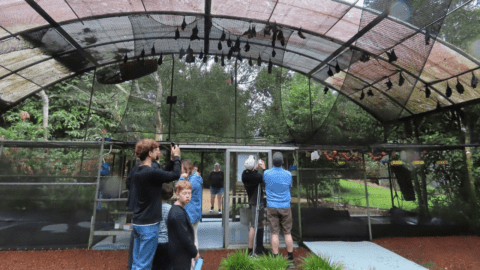 A group of people stand outside a large netted enclosure, some taking photos or observing. The enclosure contains trees and appears to be in a zoo's Bat Hospital or nearby Visitor Centre at the nature reserve.