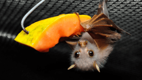 A bat hangs upside down, clinging to a piece of fruit while eating it at the Bat Hospital Visitor Centre. The bat has large eyes and fur, and the fruit segment is orange and yellow.