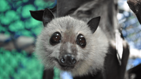 Close-up of a bat with large eyes and pointed ears looking directly at the camera at the Bat Hospital, with a blurred green and blue background.