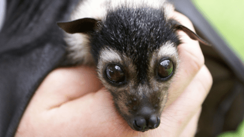 A close-up of a small, wide-eyed animal with dark fur being gently held in a person's hand at the Bat Hospital's Visitor Centre.