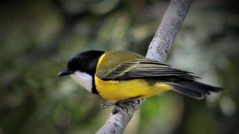 A yellow, white and black little bird sits on a tree.