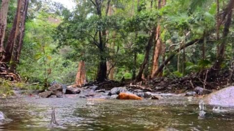 A serene forest stream with clear water flowing around rocks, surrounded by dense trees and nature. Raindrops create ripples on the water's surface, making it an ideal destination for ecotourism.