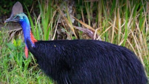 A Southern Cassowary with a colorful neck and tall helmet-like casque stands in the midst of nature's grassy foliage.