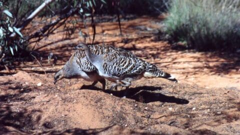 Two brown, patterned birds walk closely together on sandy terrain with sparse, sustainable vegetation in the background.