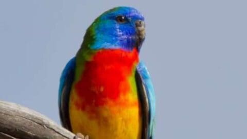 A brightly colored bird with blue, red, and yellow plumage perched on a branch against a clear sky showcases the beauty of nature.