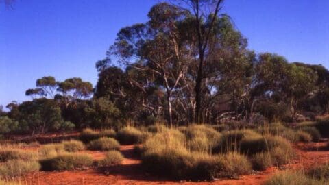 A landscape of the Australian outback with sparse vegetation, red soil, and scattered trees under a clear blue sky, perfect for ecotourism enthusiasts.