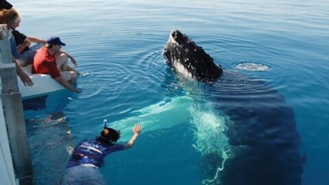A group of people on a boat embark on a sustainable tour, reaching out towards a large whale partially submerged in the clear blue water.