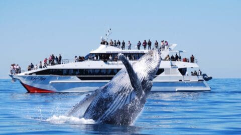 A whale breaches out of the water near a tour boat filled with passengers, showcasing the beauty of nature on a clear day.