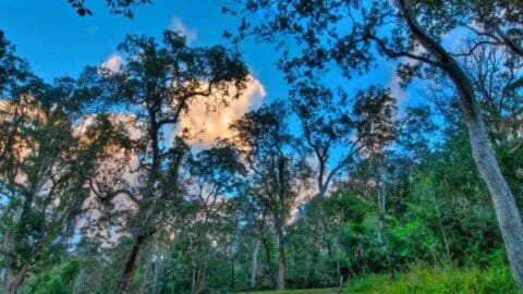 The dense forest, with its tall trees and a vibrant blue sky partly covered by fluffy clouds during daylight, offers an ideal setting for ecotourism enthusiasts to immerse themselves in nature.