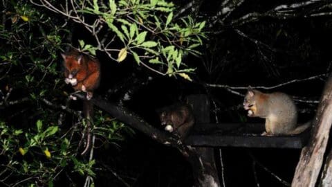 Three possums sitting on branches in a tree at night, each holding and eating food, highlighting the beauty of nature.