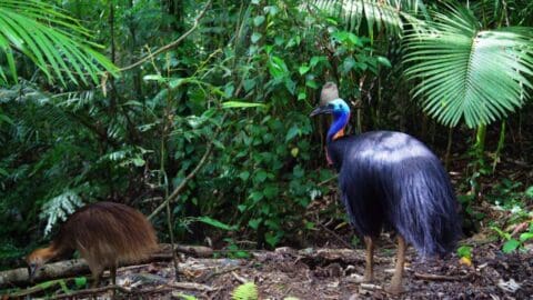 A brightly colored cassowary stands in a lush forest while a smaller, brown bird forages on the ground nearby, exemplifying ecotourism's commitment to preserving natural habitats.