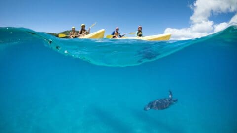 Four people in yellow kayaks paddle on clear blue water with a sea turtle swimming below them near Cape Byron Kayaks. A bright blue sky and partially submerged angle reveal both above and underwater views.