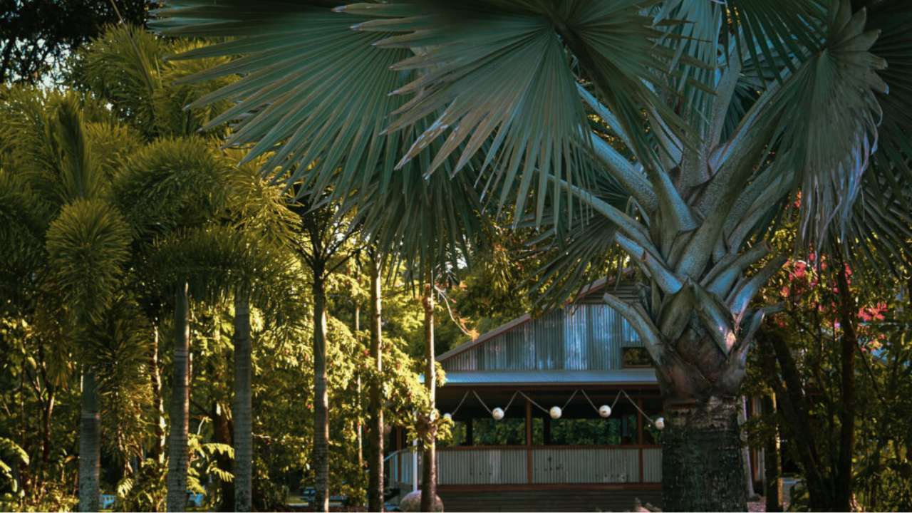 cape tribulation camping caravan park