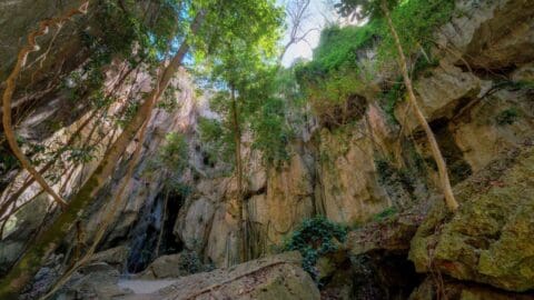 A view of a lush, sunlit forest with tall rocky cliffs covered in vegetation, featuring large boulders and small trees growing among the rocks. Ideal for a nature tour or seeking tranquil accommodation.