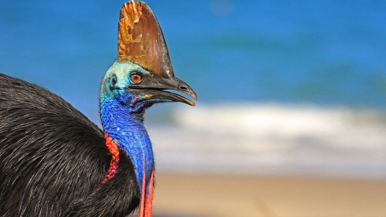 Cassowary Feature Cassowary bird