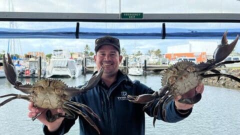 Man holding two crabs, one in each hand, in front of a marina with boats and buildings in the background, showcasing his latest catch from an adventurous Tweed Eco Cruises trip.
