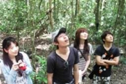Four people are looking up while standing in a forest, surrounded by trees and greenery, experiencing the wonders of nature with Doki Doki Tours.