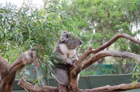 A koala is perched on a tree branch surrounded by vibrant leaves in a natural environment, highlighting the wonders of ecotourism.