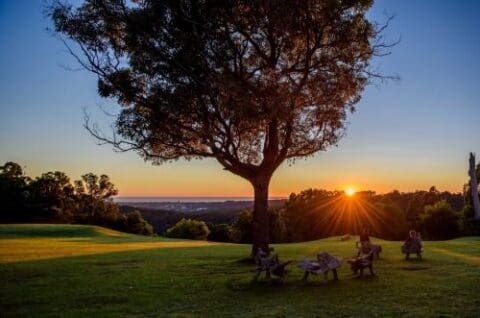 A large tree stands in the foreground of a grassy field at sunset, with sunlight streaming through the branches. Three wooden benches are placed around the tree, creating a perfect setting for a Gwinganna Lifestyle Retreat. Forest and horizon visible in the distance.