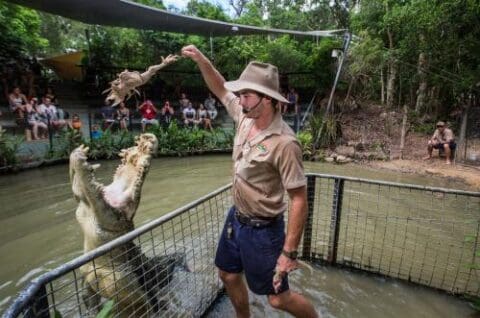 A zookeeper feeds a crocodile in an enclosure while a seated crowd watches in the background, all part of the thrilling Doki Doki Tours experience.